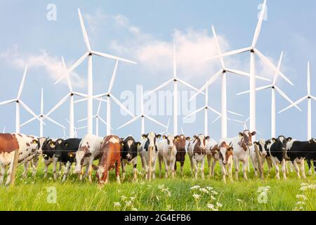 Gruppe neugieriger niederländischer Milchkühe vor großen Windkraftanlagen Stockfoto