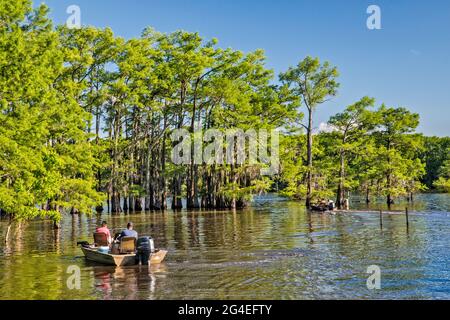 Boote, kahle Zypressen im Frühling, Potter's Point am Caddo Lake, Piney Woods Region, Texas, USA Stockfoto