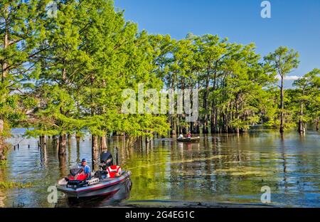 Boote, kahle Zypressen im Frühling, Potter's Point am Caddo Lake, Piney Woods Region, Texas, USA Stockfoto