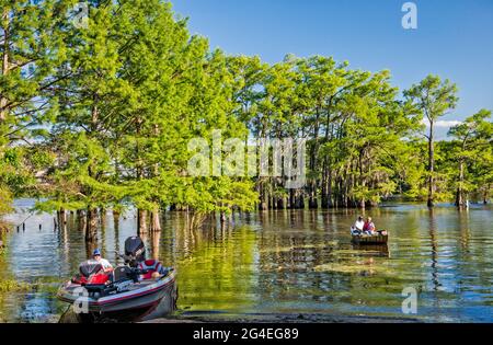 Boote, kahle Zypressen im Frühling, Potter's Point am Caddo Lake, Piney Woods Region, Texas, USA Stockfoto