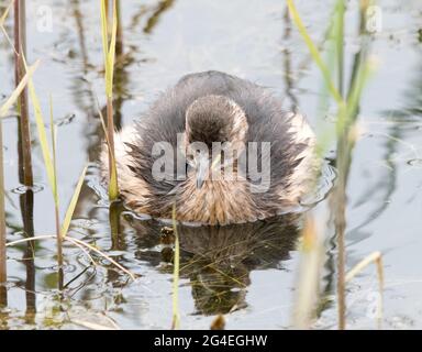 Little Grebe , Jugendlicher (Tachybaptus ruficollis) Stockfoto