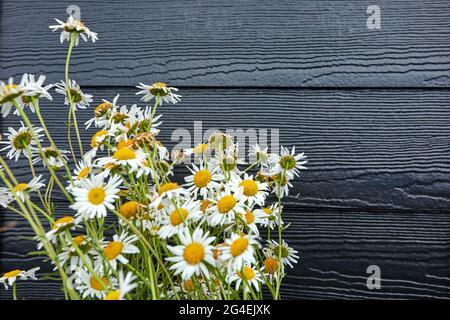 Klein, hübsch weiß und Blumen wachsen in einem Topf Stockfoto