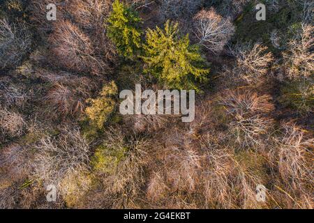 Draufsicht auf Laubbaumwald zu Beginn des Frühlings Stockfoto