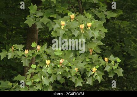 Tulpenpappel blüht Stockfoto
