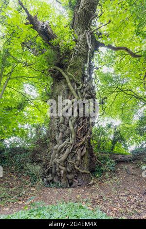 Ein Stamm aus Eiche (Quercus robur) mit dicken Efeu-Stämmen (Helix hedera), der seinen Stamm in Castle Combe, Wiltshire, Südwestengland, klettert Stockfoto