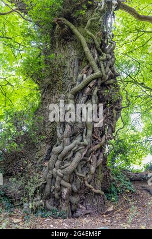 Ein Stamm aus Eiche (Quercus robur) mit dicken Efeu-Stämmen (Helix hedera), der seinen Stamm in Castle Combe, Wiltshire, Südwestengland, klettert Stockfoto