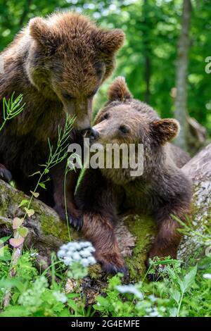 Zwei junge wilde Braunbären (Ursus Arctos) im Sommerwald. Tier in natürlichem Lebensraum. Wildtierszene Stockfoto