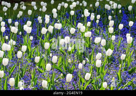 Weiße Tulpen Blühen Im Frühling Stockfoto