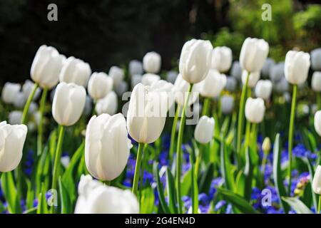 Weiße Tulpen Blühen Im Frühling Stockfoto