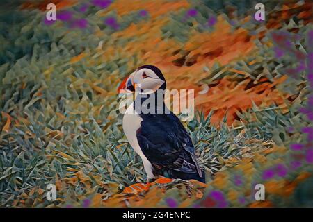 Puffin beim Wandern auf der Skimmer-Insel Stockfoto