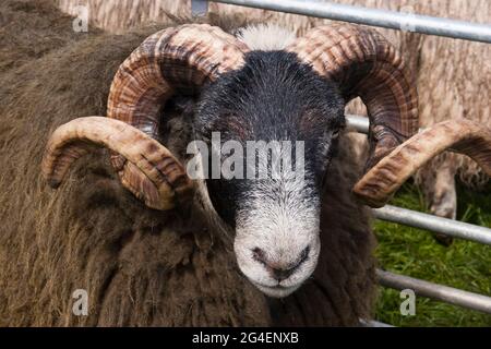 Schwarzgesichtige Schafe auf der Drymen Agricultural Show, Stirlingshire, Schottland Stockfoto