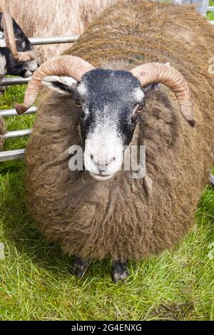 Schwarzgesichtige Schafe auf der Drymen Agricultural Show, Stirlingshire, Schottland Stockfoto