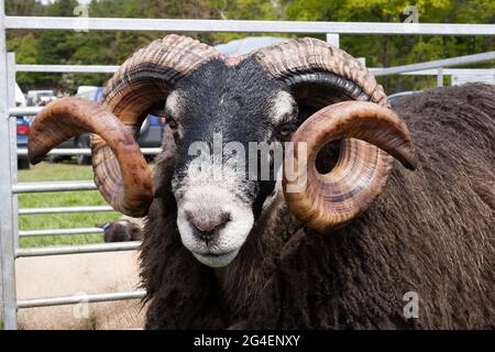 Schwarzgesichtige Schafe auf der Drymen Agricultural Show, Stirlingshire, Schottland Stockfoto