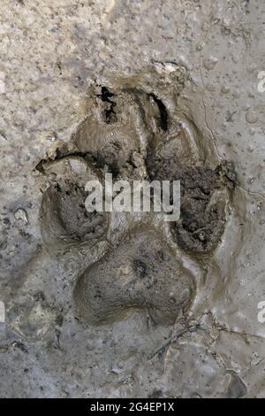 Wolf, Canis Lupus, Fußabdrücke der Pfoten in braunem Schlamm. Spuren in Schmutz Stockfoto