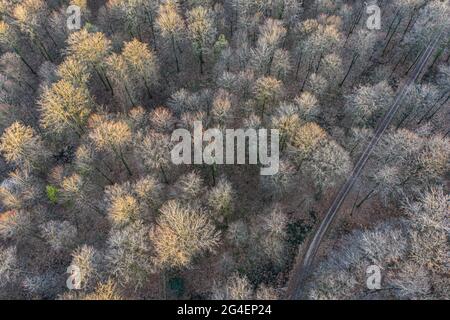 Draufsicht auf Laubbaumwald zu Beginn des Frühlings Stockfoto