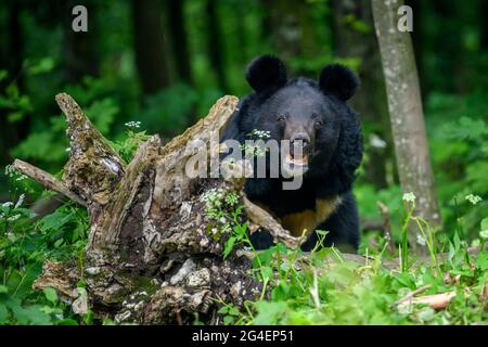 Schließen Asiatischer Schwarzbär (Ursus thibetanus) im Sommerwald. Wildlife-Szene aus der Natur Stockfoto