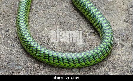 Andaman Green Bronzeback Tree Snake Körperschuppen, Dendrelaphis andamanensis, Anderson, 1871, NICHT GIFTIG, ALLGEMEIN. Endemisch bei Andaman und Little Andama Stockfoto