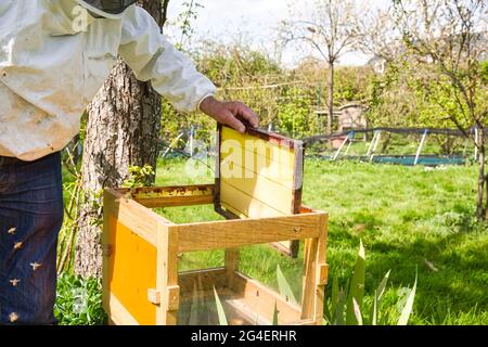 Horizontale Foto von einem Imker in weißer Schutzkleidung und Denim hinter einem Bienenstock mit Rahmen griff Werkzeug und einen leeren Rahmen in der Hand stehen. Authent Stockfoto