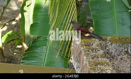 Andaman-Coucal oder brauner Coucal, Centropus andamanensis. Gefunden in den Andamanen, Coco und Table Islands, Indien Stockfoto