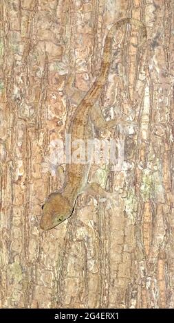 Andaman-Riesengecko, Gekko verreauxi, Tytler, 1865, Andaman-Inseln, Indien Stockfoto