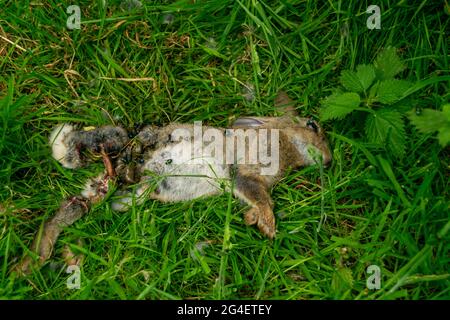 Toter Hase auf einem Waldgras, Schlachtkörper von getöteten Tierbeins, die von Fliegen und anderen Insekten und Würmern gefressen wurden, erwachsener rabit, der leblos im Gras lag. Stockfoto