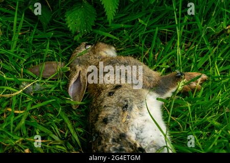 Toter Hase auf einem Waldgras, Schlachtkörper von getöteten Tierbeins, die von Fliegen und anderen Insekten und Würmern gefressen wurden, erwachsener rabit, der leblos im Gras lag. Stockfoto