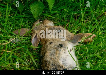 Toter Hase auf einem Waldgras, Schlachtkörper von getöteten Tierbeins, die von Fliegen und anderen Insekten und Würmern gefressen wurden, erwachsener rabit, der leblos im Gras lag. Stockfoto