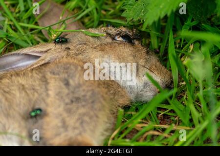 Toter Hase auf einem Waldgras, Schlachtkörper von getöteten Tierbeins, die von Fliegen und anderen Insekten und Würmern gefressen wurden, erwachsener rabit, der leblos im Gras lag. Stockfoto