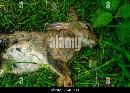 Toter Hase auf einem Waldgras, Schlachtkörper von getöteten Tierbeins, die von Fliegen und anderen Insekten und Würmern gefressen wurden, erwachsener rabit, der leblos im Gras lag. Stockfoto