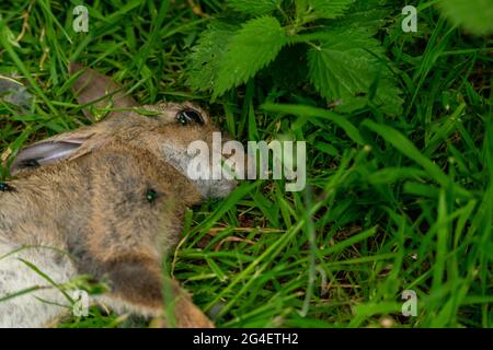 Toter Hase auf einem Waldgras, Schlachtkörper von getöteten Tierbeins, die von Fliegen und anderen Insekten und Würmern gefressen wurden, erwachsener rabit, der leblos im Gras lag. Stockfoto