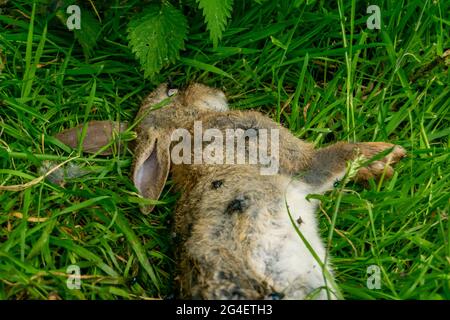 Toter Hase auf einem Waldgras, Schlachtkörper von getöteten Tierbeins, die von Fliegen und anderen Insekten und Würmern gefressen wurden, erwachsener rabit, der leblos im Gras lag. Stockfoto