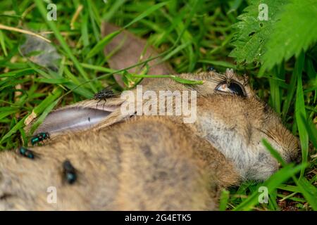 Toter Hase auf einem Waldgras, Schlachtkörper von getöteten Tierbeins, die von Fliegen und anderen Insekten und Würmern gefressen wurden, erwachsener rabit, der leblos im Gras lag. Stockfoto