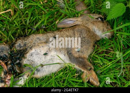 Toter Hase auf einem Waldgras, Schlachtkörper von getöteten Tierbeins, die von Fliegen und anderen Insekten und Würmern gefressen wurden, erwachsener rabit, der leblos im Gras lag. Stockfoto