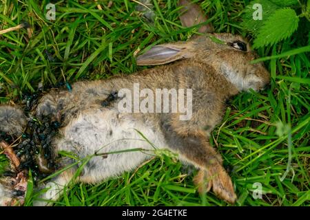 Toter Hase auf einem Waldgras, Schlachtkörper von getöteten Tierbeins, die von Fliegen und anderen Insekten und Würmern gefressen wurden, erwachsener rabit, der leblos im Gras lag. Stockfoto