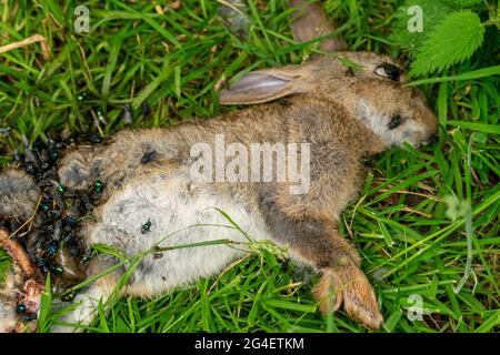 Toter Hase auf einem Waldgras, Schlachtkörper von getöteten Tierbeins, die von Fliegen und anderen Insekten und Würmern gefressen wurden, erwachsener rabit, der leblos im Gras lag. Stockfoto