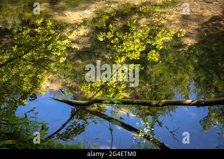 Reflexion im Wasser der Henne zwischen Hemer und Balve, Henne-Tal, Sauerland, Nordrhein-Westfalen, Deutschland. Spiegelung im Stockfoto