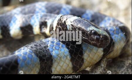 Seekrait, laticauda laticaudata, Linnaeus, 1758, GIFTIG, SELTENE Andamaninseln und möglicherweise Nikobar, Indien Stockfoto