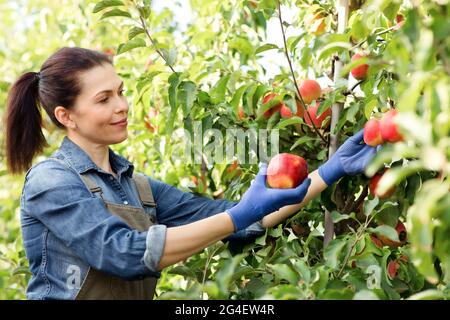 Herbst und Frühling Bio-Ernte auf dem Bauernhof, saisonale Gartenarbeit, natürliche Früchte Stockfoto