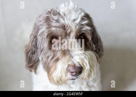 Ein Erwachsener Labradoodle. Geringe Schärfentiefe. Stockfoto