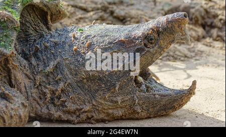 Alligator Schnappschildkröte Gesicht Nahaufnahme, Macrochelys temminckii. Familie: Chelydridae. Heimisch in Süßwasser-Lebensräumen in den Vereinigten Staaten. Schwerste Res Stockfoto