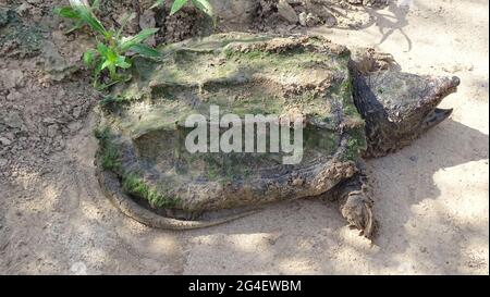 Alligator-Schnappschildkröte, Macrochelys temminckii. Familie: Chelydridae. Heimisch in Süßwasser-Lebensräumen in den Vereinigten Staaten. Schwerste Süßwasserschildkröte Stockfoto