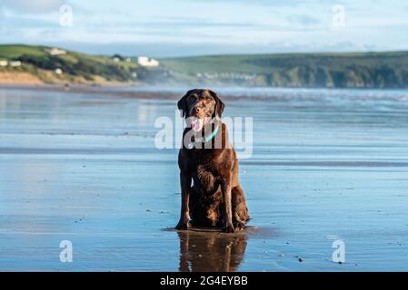 Hund am Woolacombe Beach, einem drei Meilen langen, preisgekrönten Sandstrand, Devon. Stockfoto