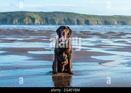 Hund am Woolacombe Beach, einem drei Meilen langen, preisgekrönten Sandstrand, Devon. Stockfoto