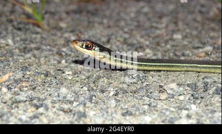 Die östliche Strumpfnatter-Schlange, Thamnophis sirtalis sirtalis, ist eine mittelgroße, nicht giftige Schlange, die in Nordamerika beheimatet ist Stockfoto