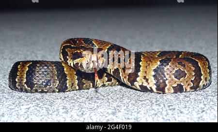 Agkistrodon piscivorus conanti, Florida cottonmouth oder Grünschwanz-Mokassin. Pitviper. GIFTIG. Gefunden im Südosten der Vereinigten Staaten, insbesondere Stockfoto