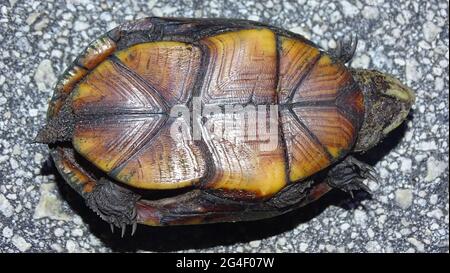Florida Mud Turtle, Kinosternon subrubrum steindachneri. Die Art ist im Bundesstaat Florida in den Vereinigten Staaten endemisch Stockfoto