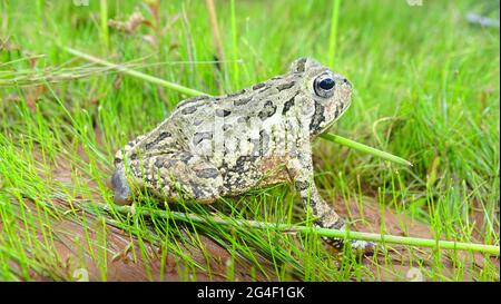 Fowlers Kröte, Anaxyrus fowleri. Familie Bufonidae. Heimisch in Nordamerika, wo es in einem Großteil der östlichen Vereinigten Staaten und Teilen der angrenzenden kommt Stockfoto