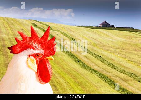 Ein Landwirt Grasernte für silage an Hoxa, South Ronaldsay, Orkney Inseln, Schottland, Großbritannien. Stockfoto