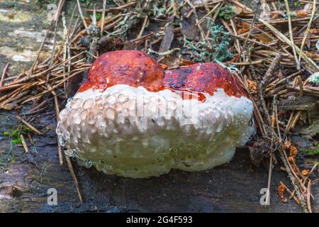 Polyporer Pilz, der auf einem Baumstamm wächst Stockfoto