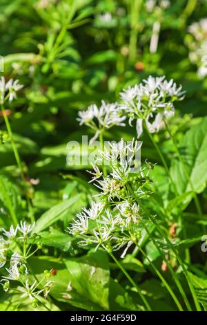 Blühende Ramsons blühen auf einer Wiese Stockfoto